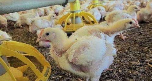 叫了只鸡最新爆料视频,揭秘视频背后的惊人真相! 第2张 叫了只鸡最新爆料视频,揭秘视频背后的惊人真相! 第2张